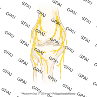 Nerves of the knee anterior