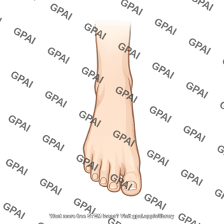 Foot anterior