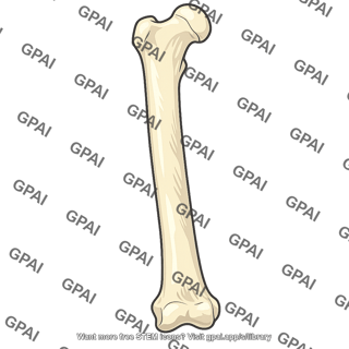 Lateral surface of femur