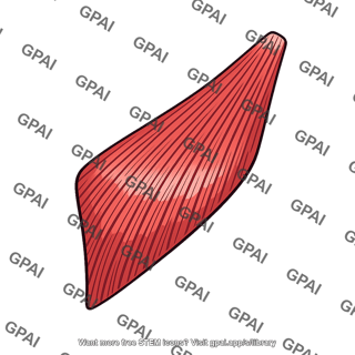 Splenius capitis muscle