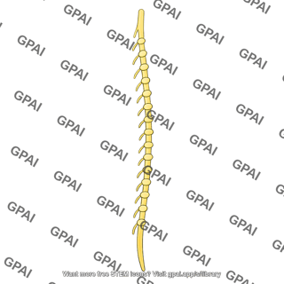 Thoracic sympathetic trunk