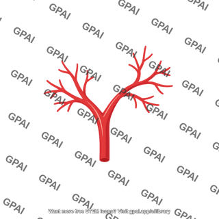 Branching artery