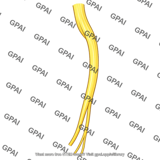 Sciatic nerve