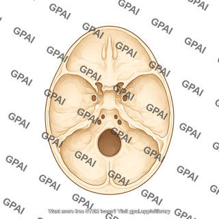 Skull base axial cut dorsal view