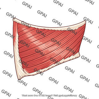 Internal oblique