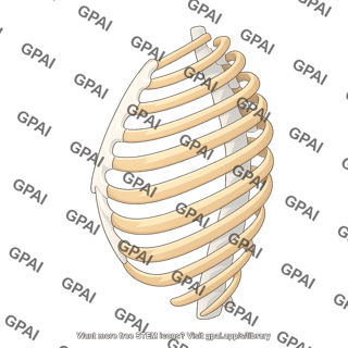 Ribcage lateral