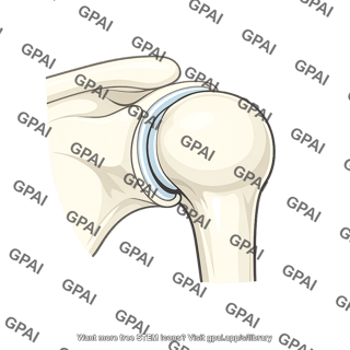 Glenohumeral joint
