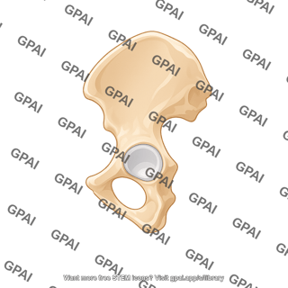 Hip bone medial view