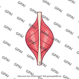 Dorsal interosseus bipennate