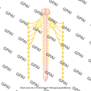 Sympathetic trunk wide
