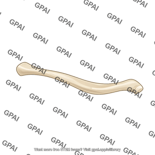 Clavicle posterior