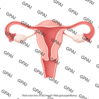 Female reproductive system cross section 1