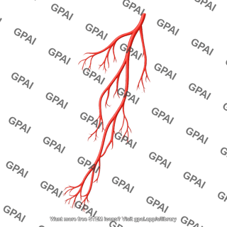 Arteries upper limb