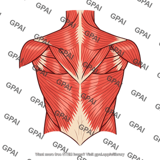 Back muscle extrinsic