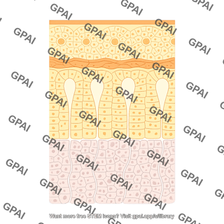 Human adrenal gland cortex layers labeled 856