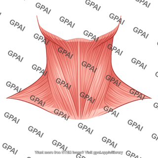 Platysma
