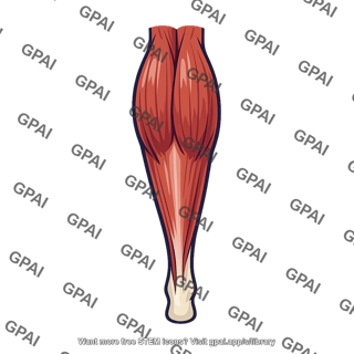 Calf muscle