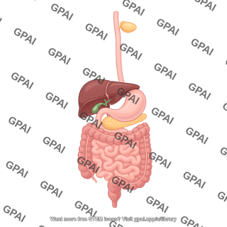 Digestive system 2