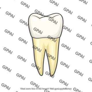 Upper tooth