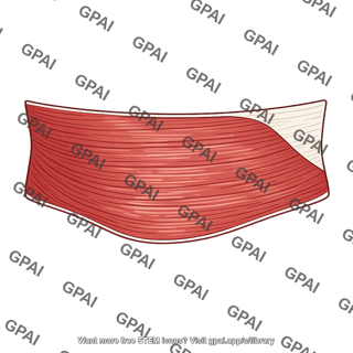 Transversus abdominis muscle