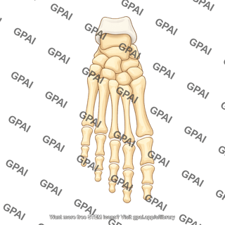 Foot bones posterior
