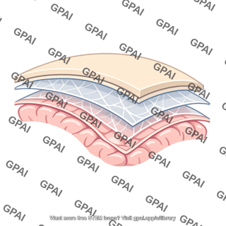 Meninges