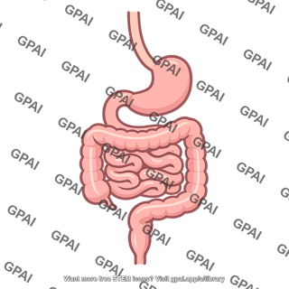Digestive tract