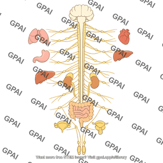 Autonomic nervous system