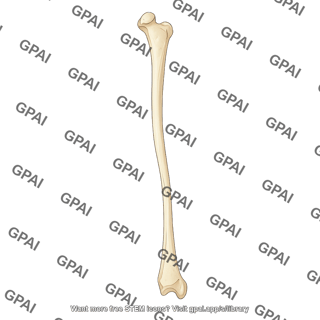 Fibula anterior