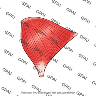 Gluteus medius