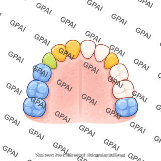Dentition primary upper color coded schematic