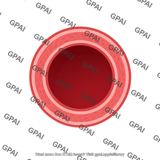 Artery cross section 1