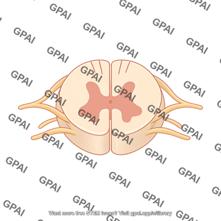 Spinal cord cross section s3 2 147
