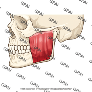 Masseter muscle