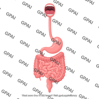 Gi tract open mouth 2