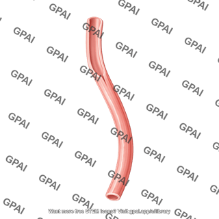 Esophagus