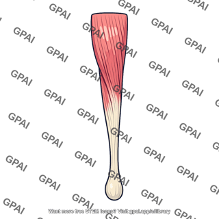 Hamstring part of adductor magnus