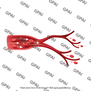 Blood vessel 1