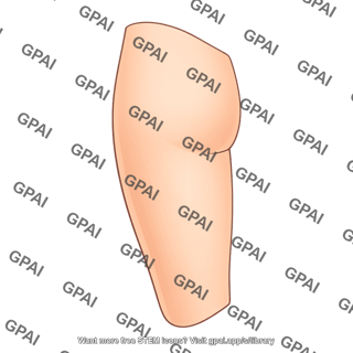 Skin of posterior thigh