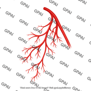 Axillary vasculature posterior