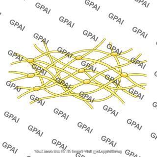 Plexus of nerves