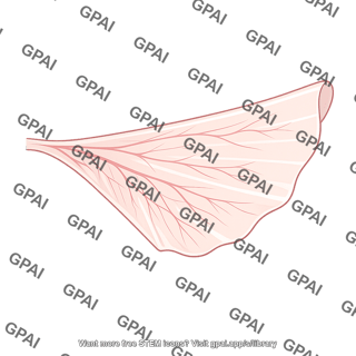 Dorsal mesentery