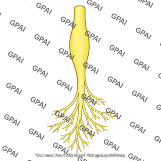Femoral nerve