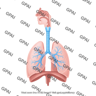 Respiratory system