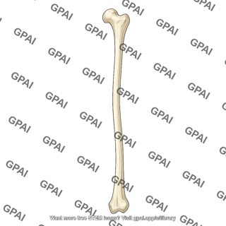 Fibula
