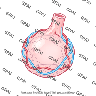 Alveolus