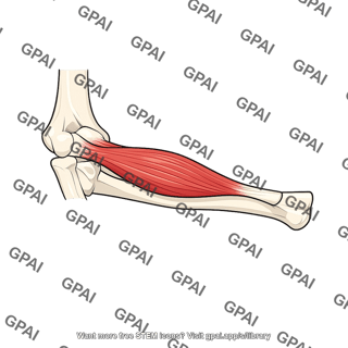 Pronator teres