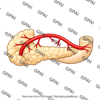 Anterior superior pancreaticoduodenal artery