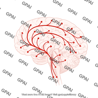 Serotonin pathways