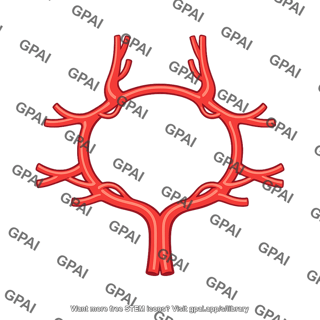 Cerebral arterial circle